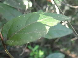 Image de Pyrenacantha scandens (Thunb.) Planch. ex Harv.