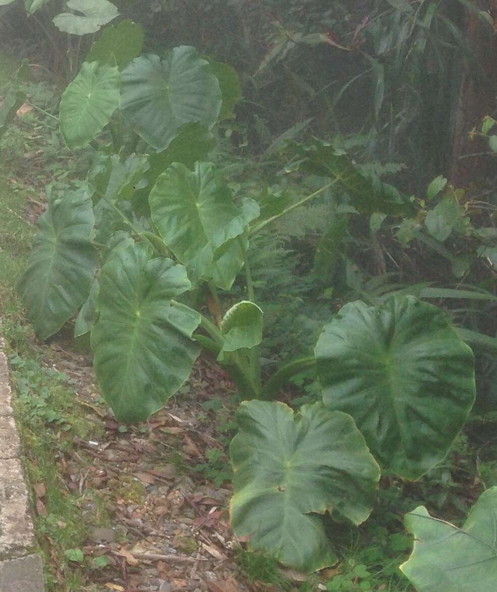 Sivun Colocasia oresbia A. Hay kuva