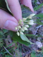 Image of Cornus sanguinea subsp. australis (C. A. Mey.) Jáv.