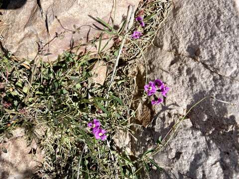 Image of <i>Glycine rubiginosa</i>