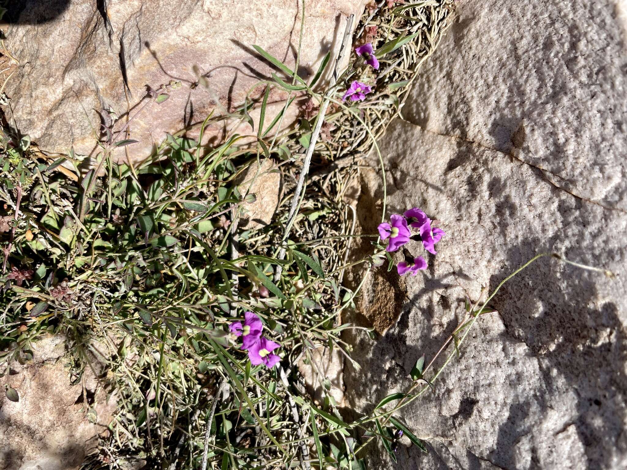 Image of <i>Glycine rubiginosa</i>