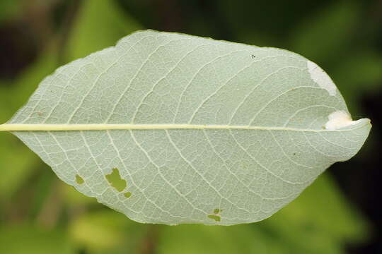 Image de Phyllonorycter dubitella (Herrich-Schäffer 1855)