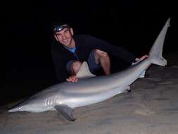 Image de Requin nene pointe