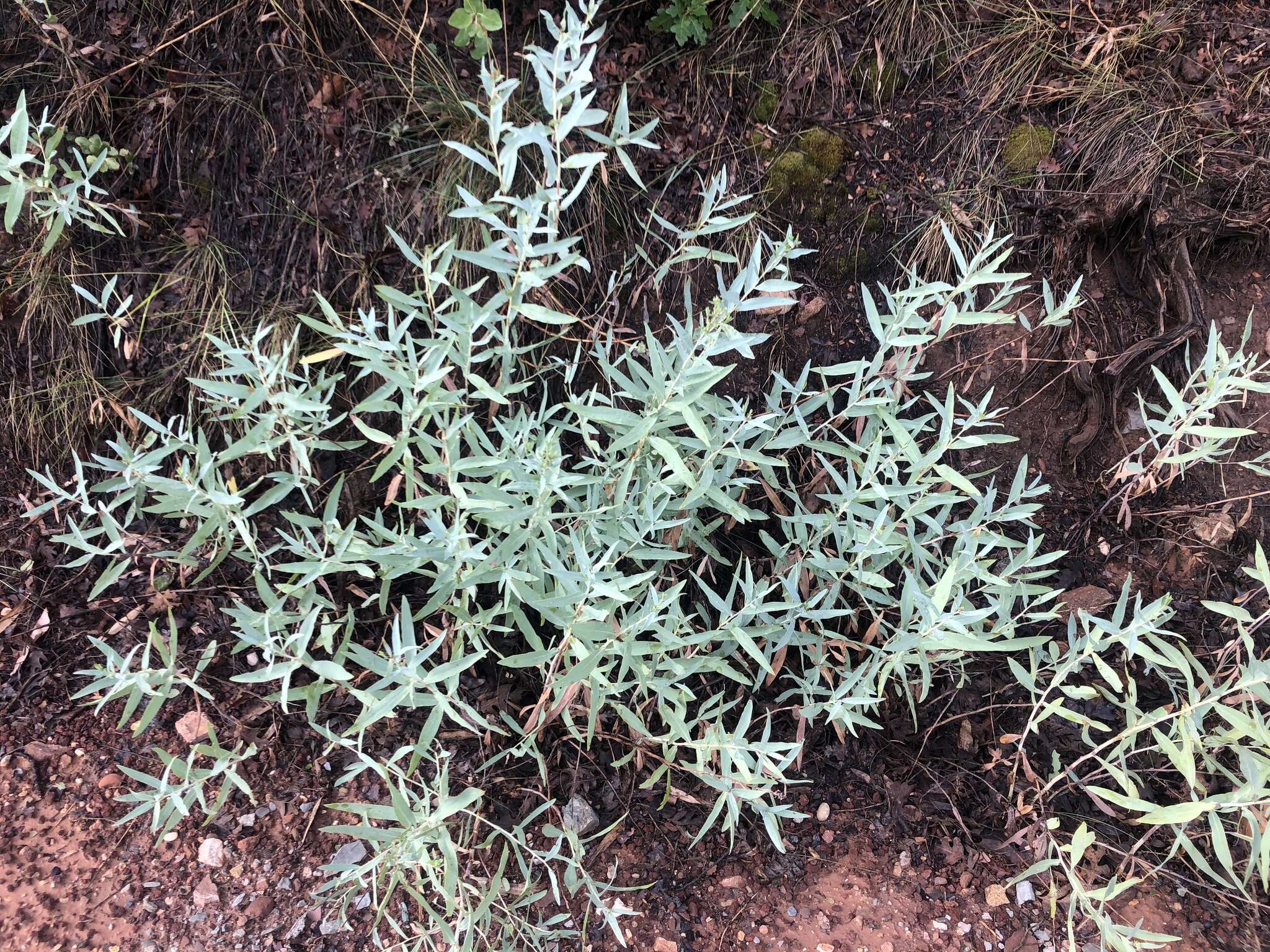 Image of gray aster