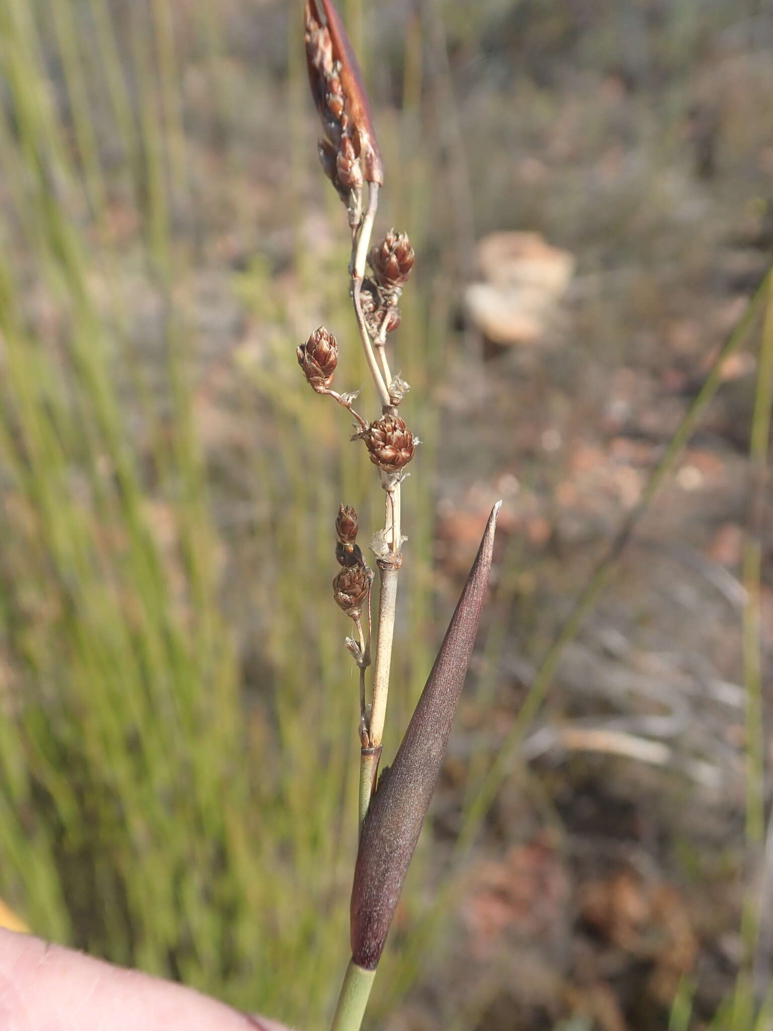 Слика од Cannomois scirpoides (Kunth) Mast.