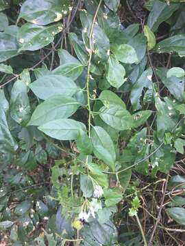 Image of Solanum terminale Forsk.