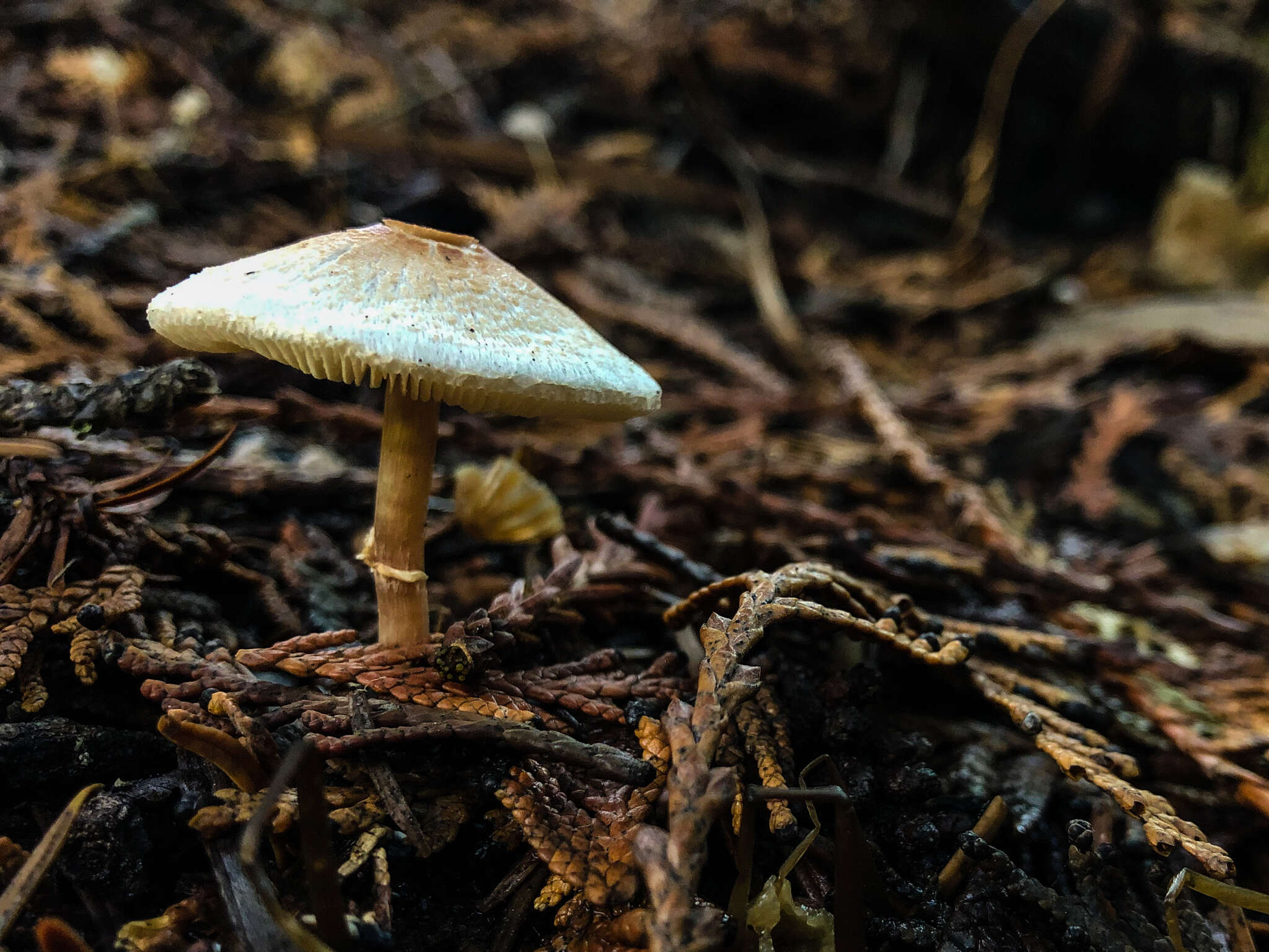 Lepiota castaneidisca Murrill 1912 resmi