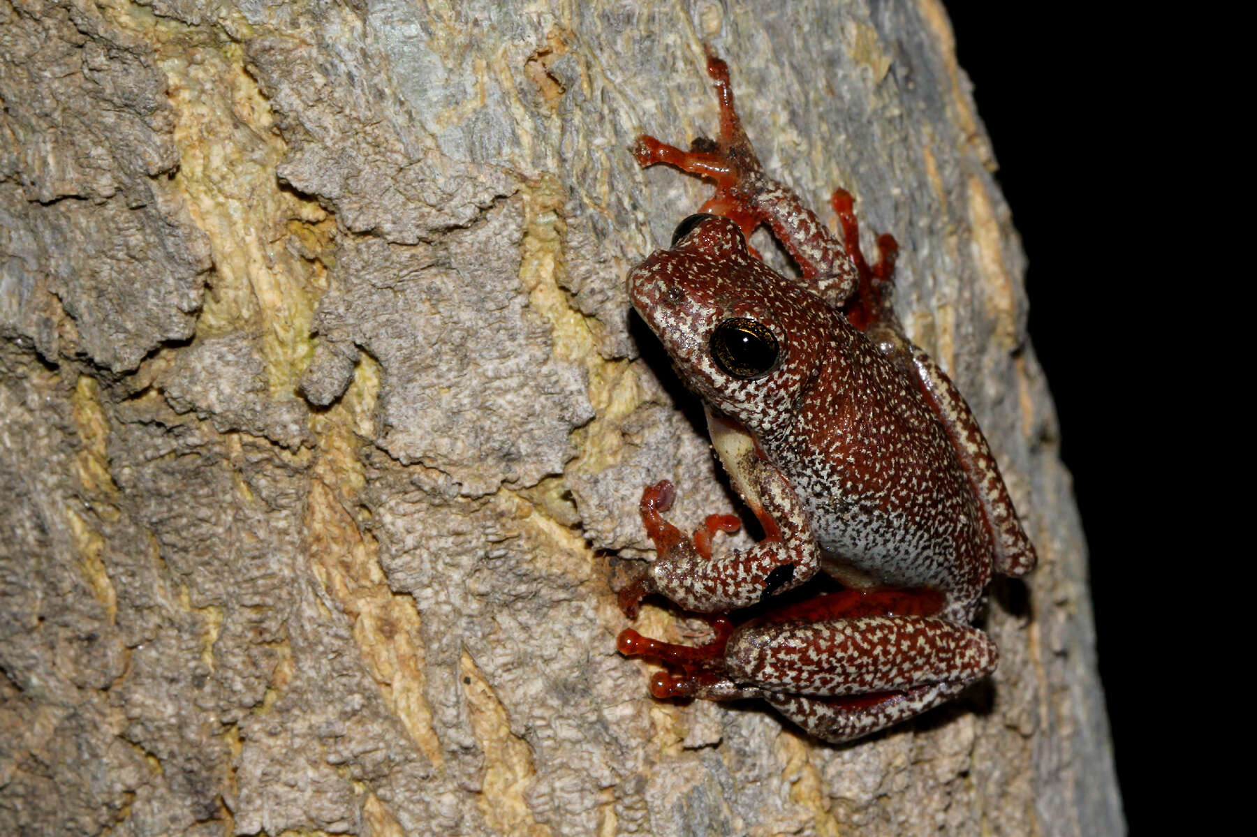 Image of Angolan Reed Frog