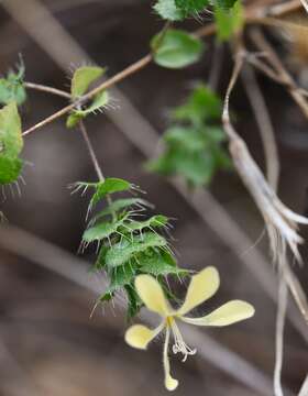 Image of Loeselia ciliata L.