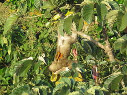 Image of Brown-throated Three-toed Sloth