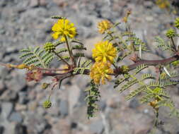 Image of Vachellia pacensis (Rudd & A. M. Carter) Seigler & Ebinger