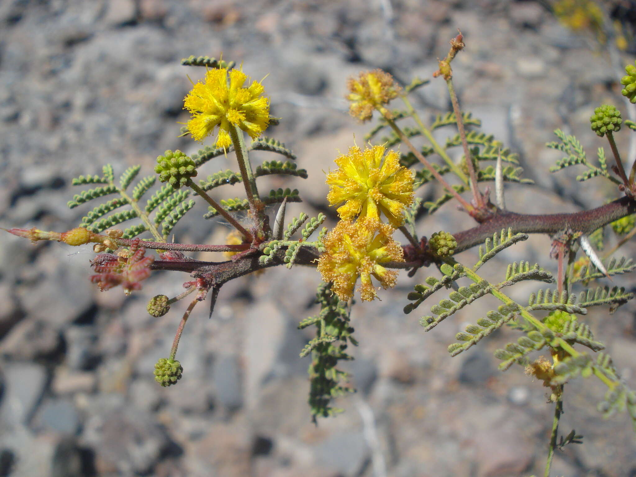 Image of Vachellia pacensis (Rudd & A. M. Carter) Seigler & Ebinger