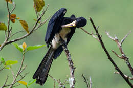 Lophoceros fasciatus (Shaw 1812) resmi