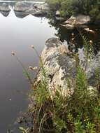 Image of bog aster