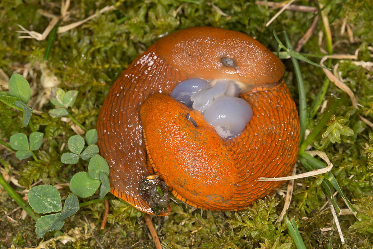 Image of Spanish slug