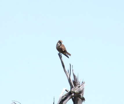 Image of Brown Falcon