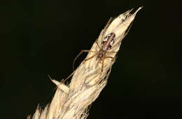 Image de Tetragnatha obtusa C. L. Koch 1837