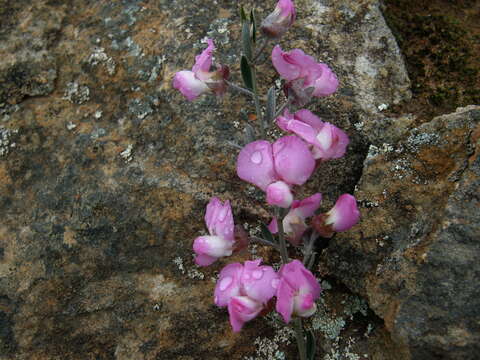 Image of Podalyria pearsonii E. Phillips