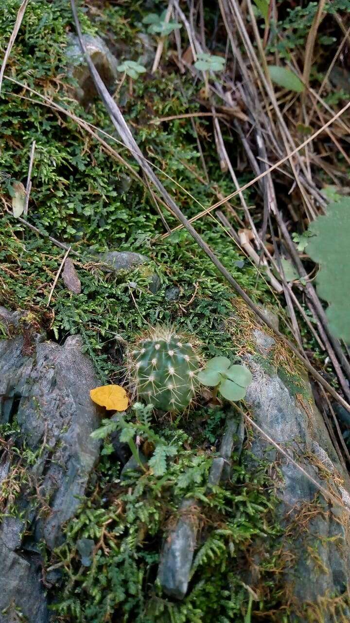 Imagem de Echinopsis schickendantzii F. A. C. Weber