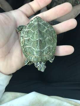 Image of Cagle's Map Turtle