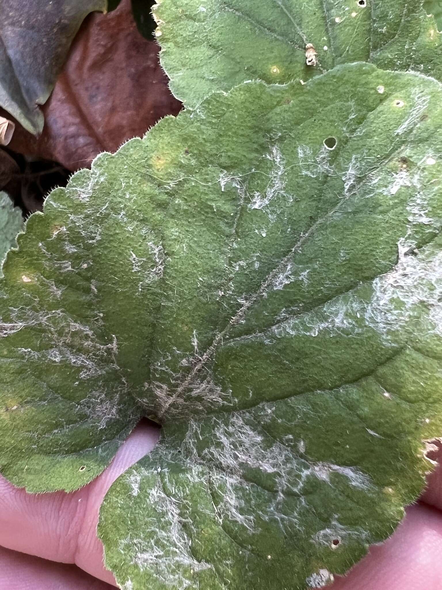 Image of Powdery mildew