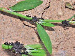 Image of Aphid