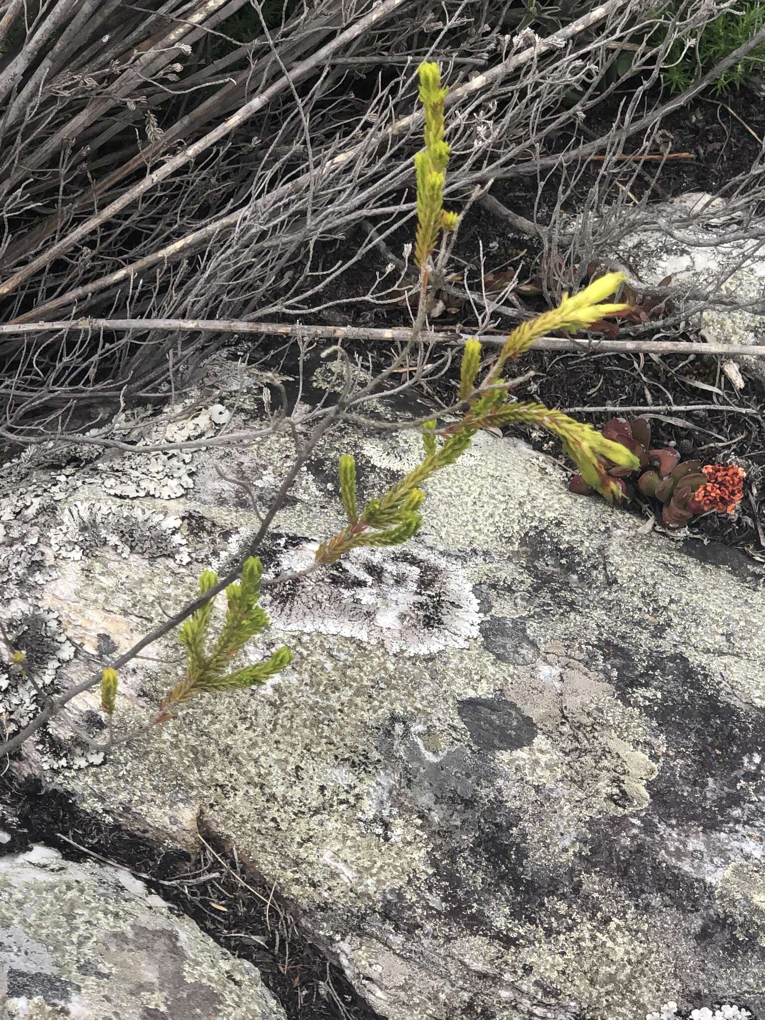 Plancia ëd Erica viridiflora subsp. viridiflora