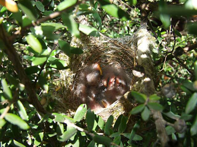 Image of Caligavis Honeyeaters