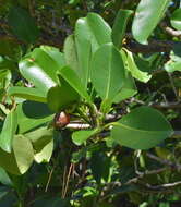 Image of Fagraea berteroana A. Gray ex Benth.