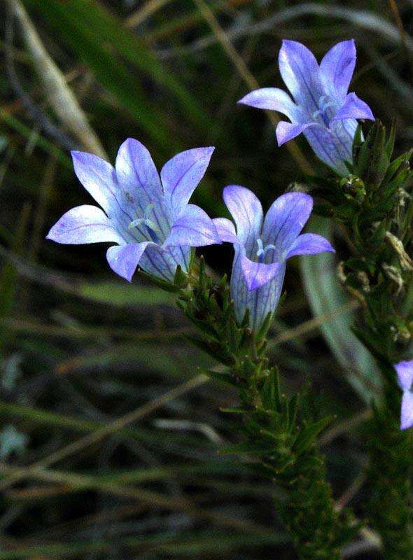 صورة Wahlenbergia epacridea Sond.