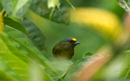 Image of Bronze-green Euphonia