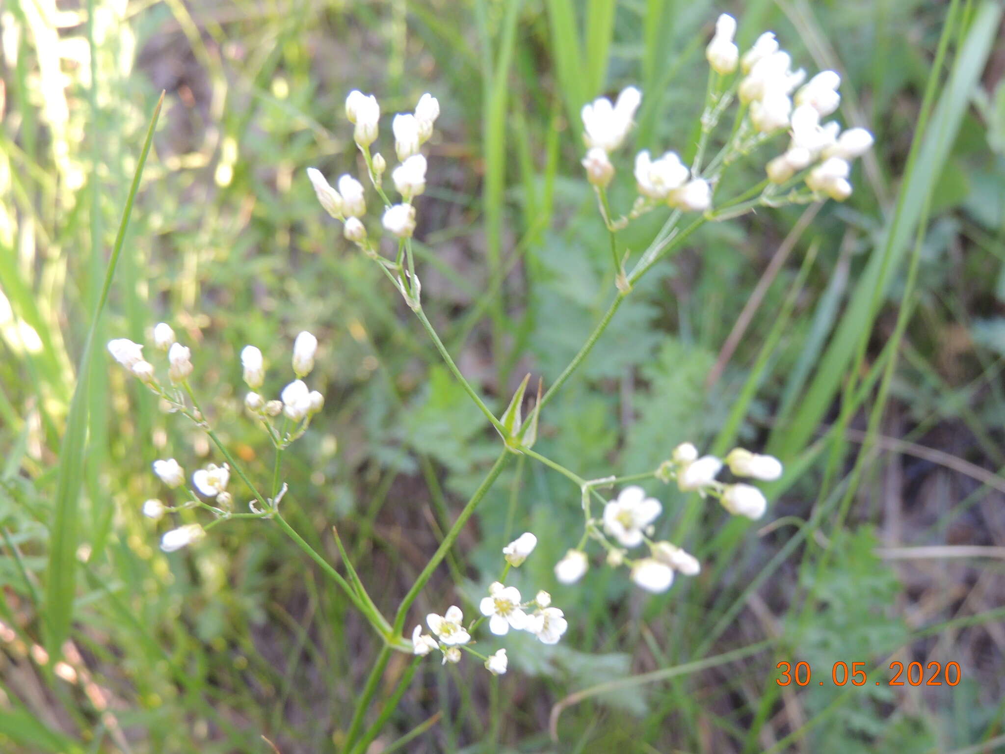 Imagem de Eremogone longifolia (M. Bieb.) Fenzl