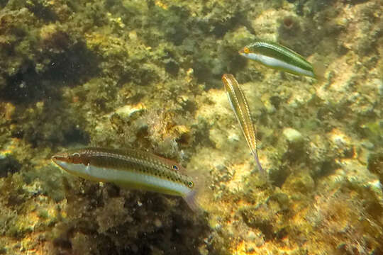 Image of Brownfield&#39;s wrasse