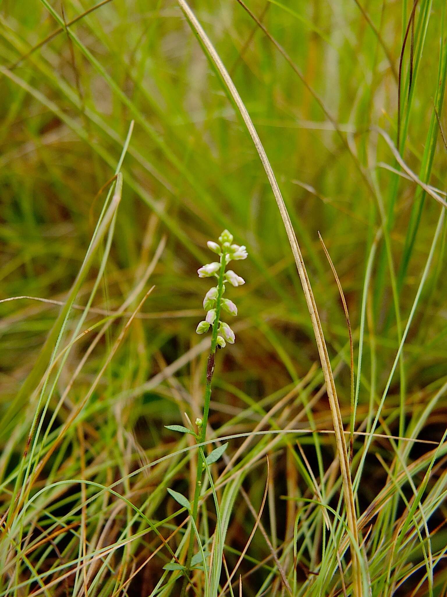 Слика од Polygala blakeana Steyerm.