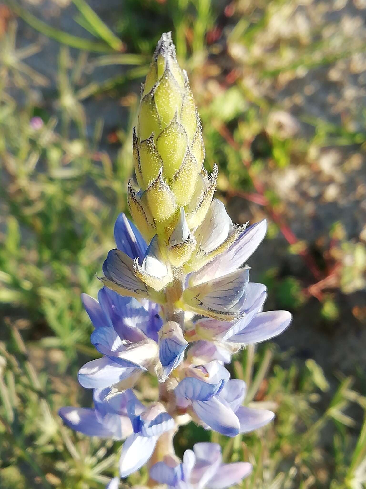 Image of narrowleaf lupine