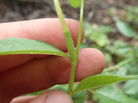 Oenothera subterminalis R. R. Gates resmi