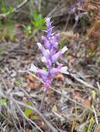 Image of Lachenalia orchioides subsp. glaucina (Jacq.) G. D. Duncan