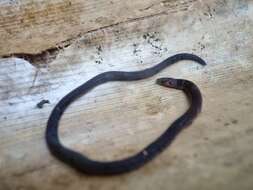 Image of Cantor's Dwarf Reed Snake