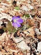 Plancia ëd Hepatica nobilis var. nobilis