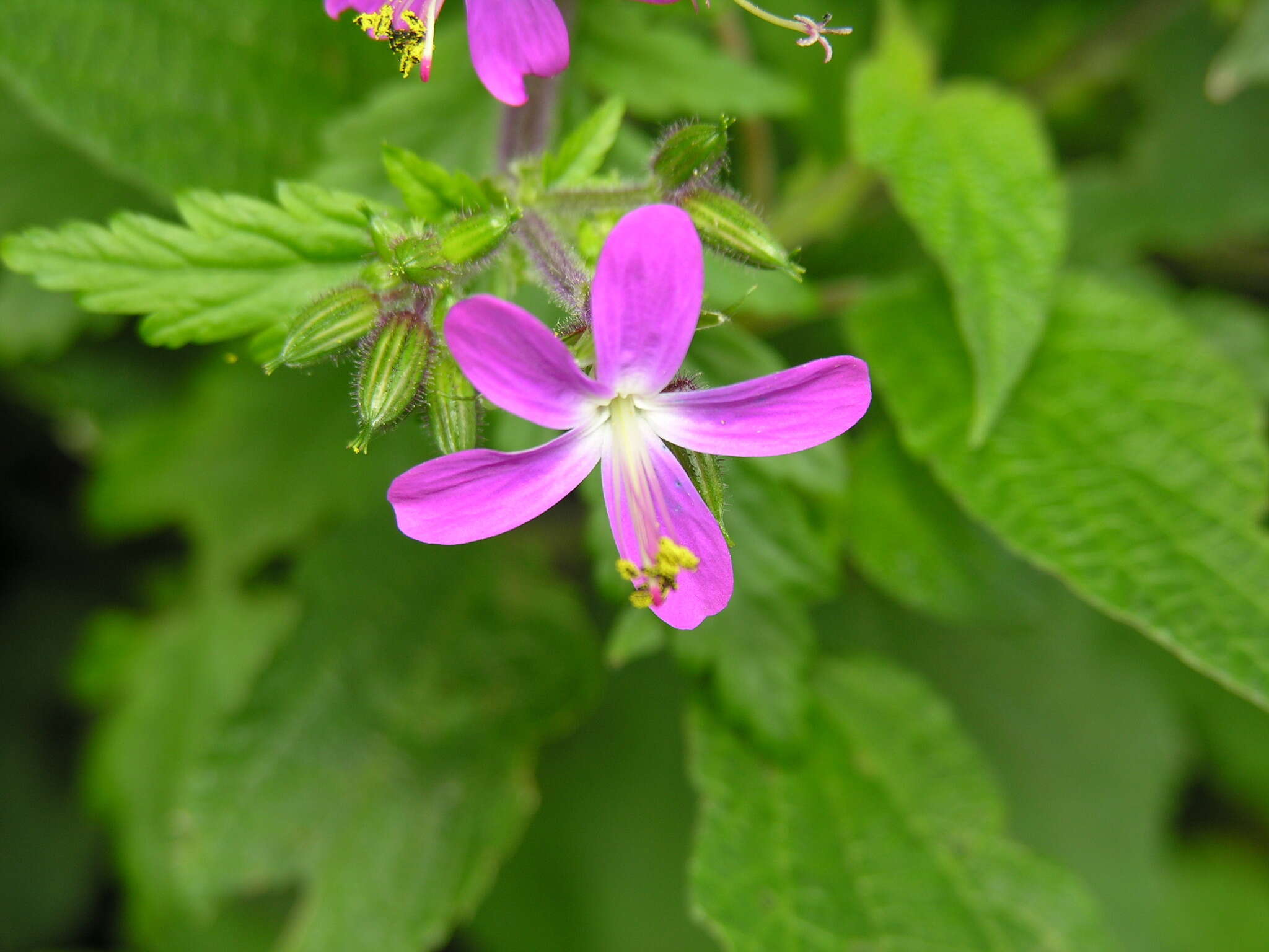 Image of Geranium reuteri Aedo & Muñoz Garm.