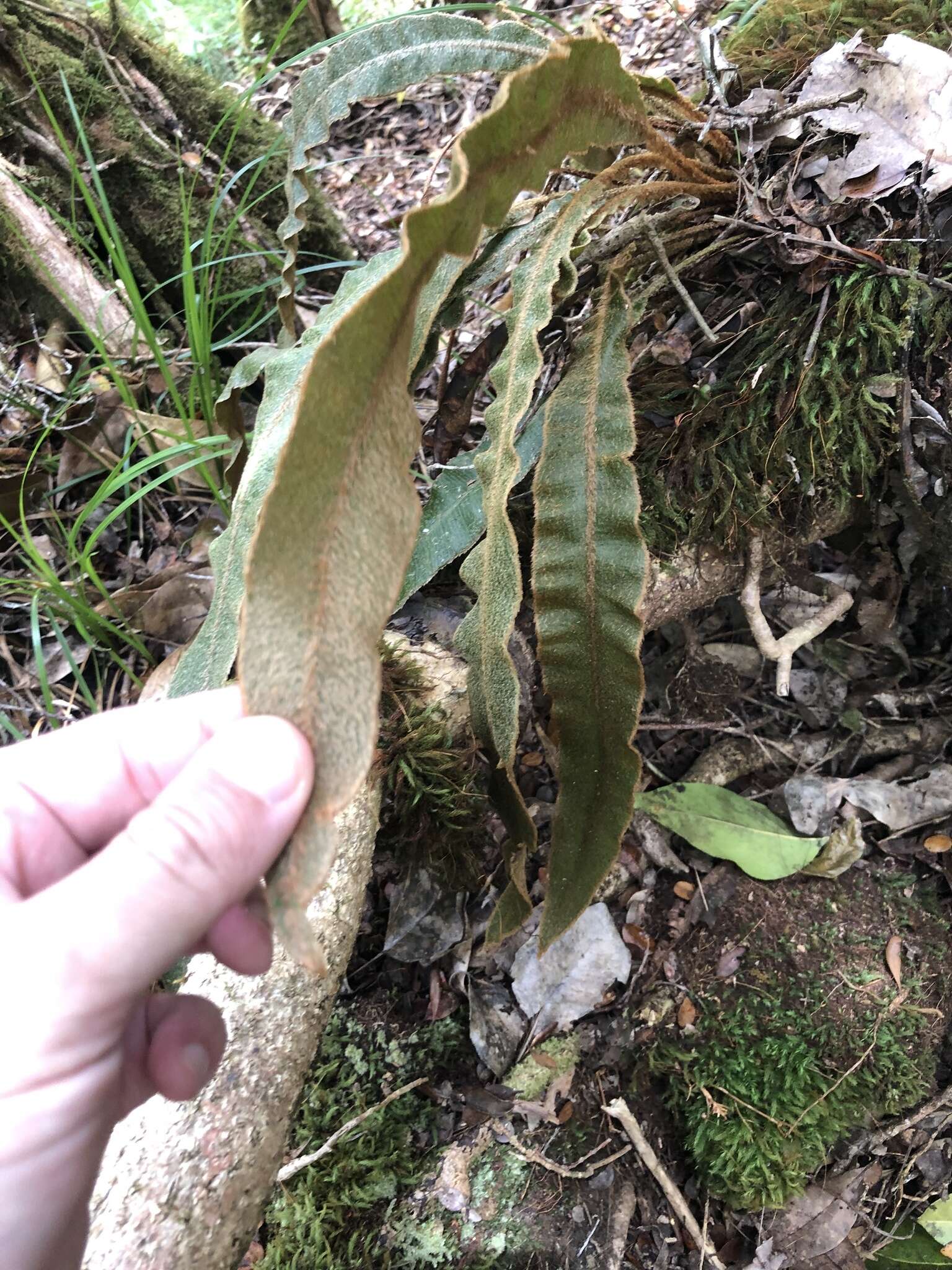 Elaphoglossum paleaceum (Hook. & Grev.) Sledge resmi