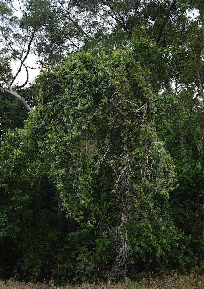 Image of Parsonsia velutina R. Br.
