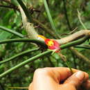 Image of Masdevallia impostor Luer & R. Escobar