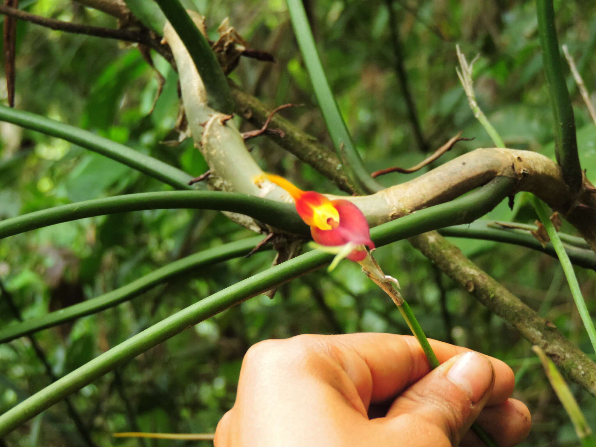 Image of Masdevallia impostor Luer & R. Escobar