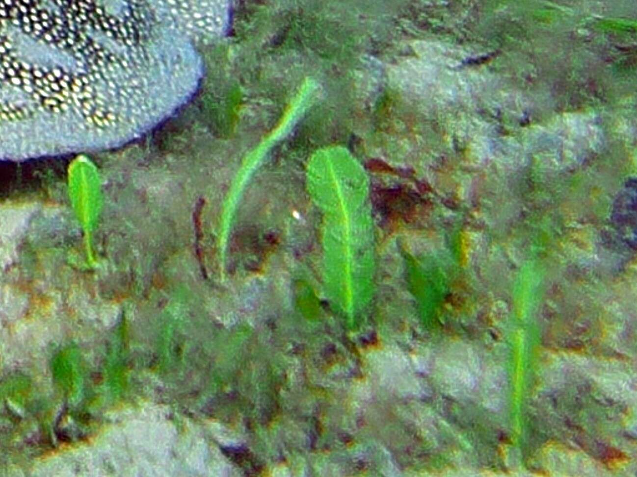 Image of Caulerpa sertularioides