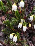 Image of white arctic mountain heather