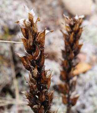 Image of Pedicularis sibthorpii Boiss.