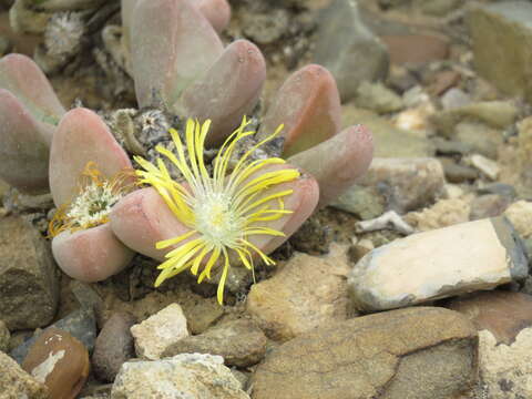 Image of Tanquana prismatica (Marloth) H. Hartmann & S. Liede