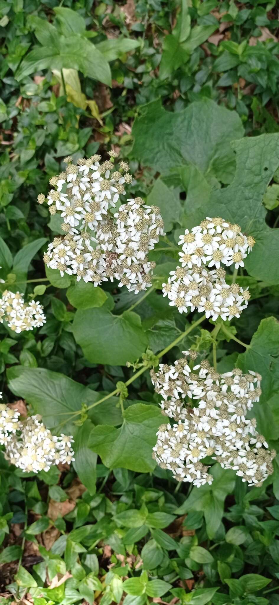 Plancia ëd Pericallis malvifolia (L'Hér.) B. Nord.