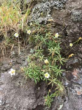 Image of Small Bellflower